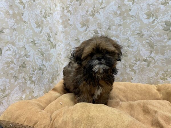 Shih Tzu DOG Male red sable 5507 Petland San Antonio, TX