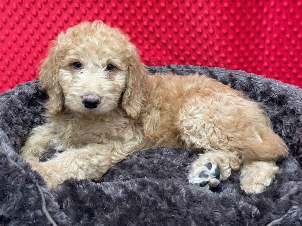 Goldendoodle DOG Male Red 8653 Petland San Antonio, TX