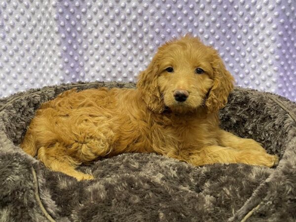 Goldendoodle-DOG-Female-Red-8652-Petland San Antonio, TX