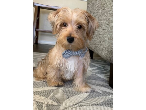 Morkie DOG Male Brown Black & White 8566 Petland San Antonio, TX