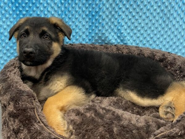 German Shepherd DOG Male Black & Tan 8650 Petland San Antonio, TX