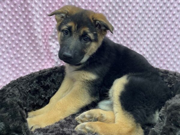 German Shepherd DOG Female Black & Tan 8649 Petland San Antonio, TX