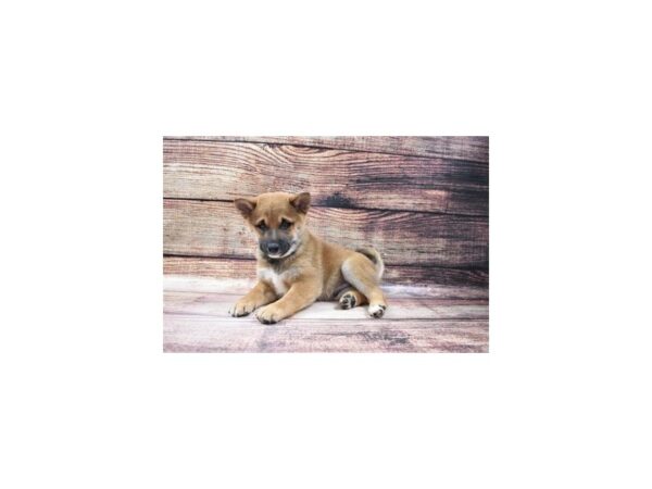 Shiba Inu-DOG-Male-Red Sesame-5559-Petland San Antonio, TX