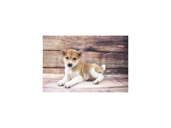 Shiba Inu-DOG-Male-Red and White-5558-Petland San Antonio, TX