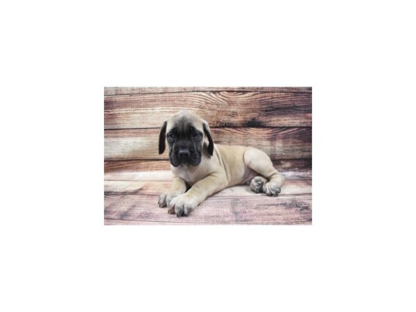 English Mastiff-DOG-Male-Fawn-5557-Petland San Antonio, TX