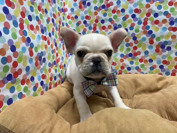 French Bulldog DOG Male fawn 5566 Petland San Antonio, TX