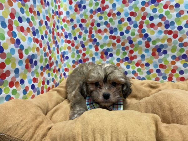 Shipoo-DOG-Male-fawn-5565-Petland San Antonio, TX