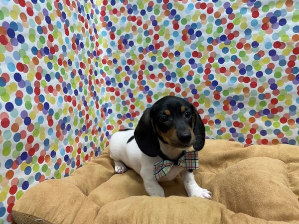 Dachshund-DOG-Male-blk & tn pbld-5563-Petland San Antonio, TX