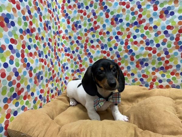 Dachshund DOG Male blk & tn pbld 5563 Petland San Antonio, TX