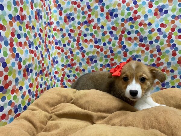 Pembroke Welsh Corgi-DOG-Female-rd & wh-5562-Petland San Antonio, TX