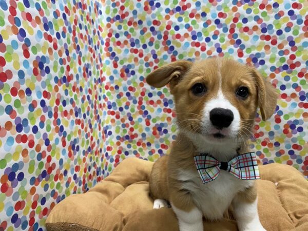 Pembroke Welsh Corgi-DOG-Male-rd & wh-5561-Petland San Antonio, TX