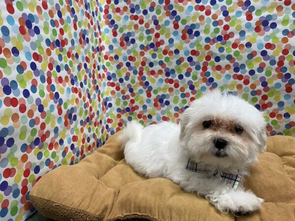 Maltese DOG Male White 5556 Petland San Antonio, TX