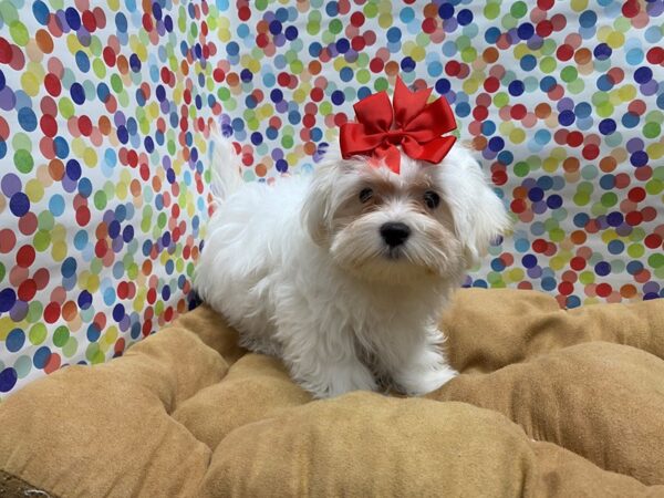 Maltese DOG Female White 5555 Petland San Antonio, TX