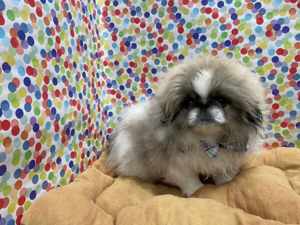 Pekingese DOG Male Fawn Sable 5450 Petland San Antonio, TX