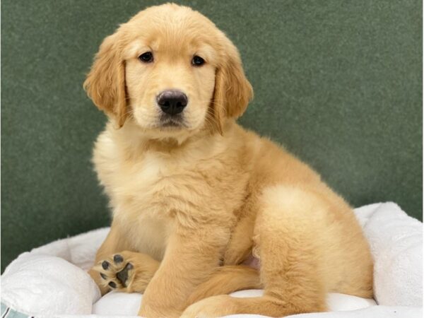 Golden Retriever-DOG-Male-Golden-8666-Petland San Antonio, TX