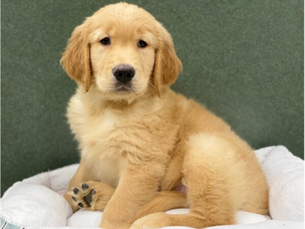 Golden Retriever DOG Male Golden 8666 Petland San Antonio, TX