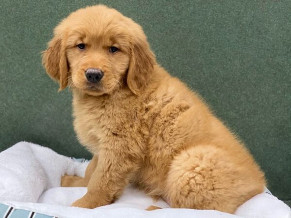 Golden Retriever DOG Female Golden 8665 Petland San Antonio, TX