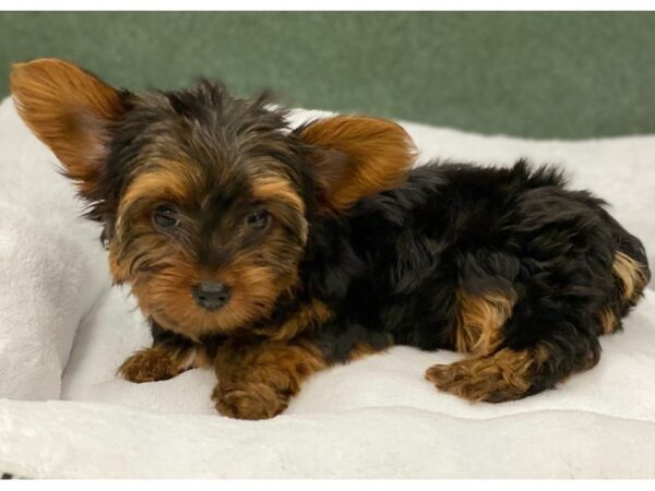 Yorkshire Terrier DOG Female Black & Tan 8664 Petland San Antonio, TX