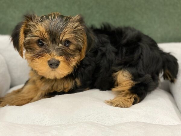 Yorkshire Terrier DOG Female Black & Tan 8663 Petland San Antonio, TX