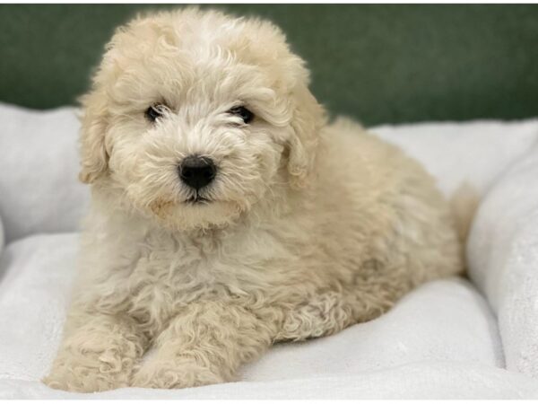 Maltipoo DOG Female Cream & White 8662 Petland San Antonio, TX