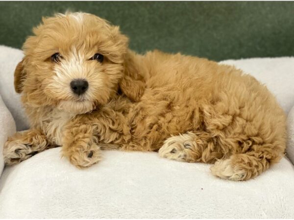 Maltipoo DOG Male Red & White 8661 Petland San Antonio, TX