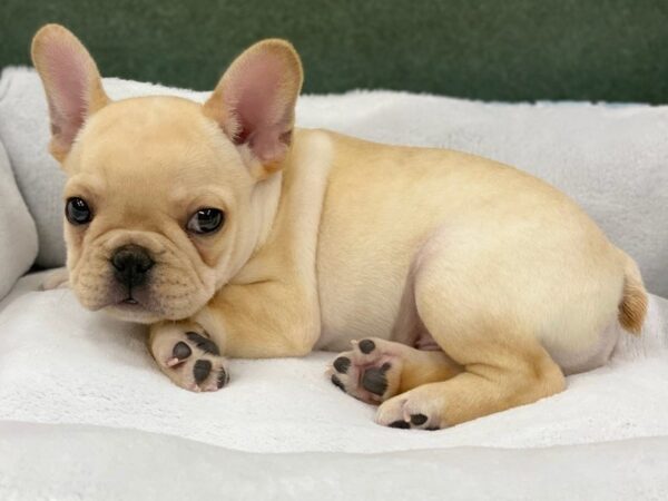 French Bulldog DOG Male Cream 8660 Petland San Antonio, TX