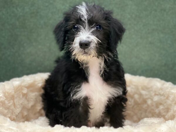 Miniature Schnoodle-DOG-Male-Black & White-8659-Petland San Antonio, TX