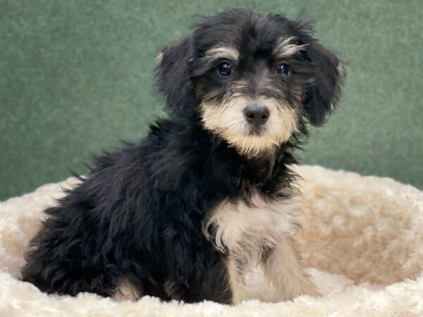 Miniature Schnoodle-DOG-Female-Black & White-8658-Petland San Antonio, TX