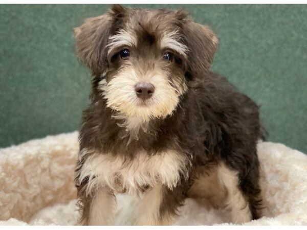 Miniature Schnoodle DOG Female Chocolate Tri 8657 Petland San Antonio, TX