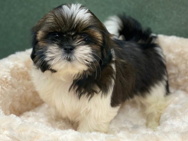 Shih Tzu DOG Female Brindle & White 8656 Petland San Antonio, TX