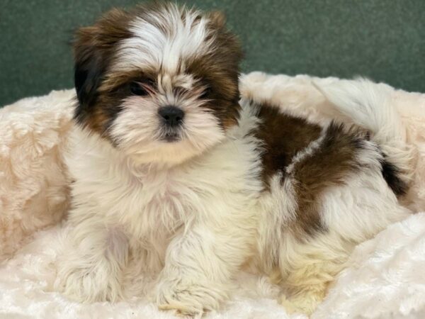 Shih Tzu DOG Female Red & White 8655 Petland San Antonio, TX