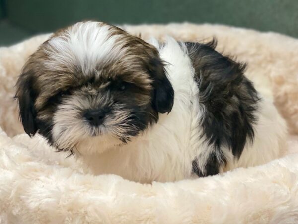 Shih Tzu DOG Male Brindle & White 8654 Petland San Antonio, TX