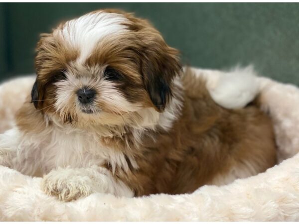 Shih Tzu-DOG-Male-Red & White-8653-Petland San Antonio, TX