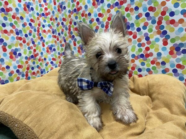 Cairn Terrier DOG Male whtn 5564 Petland San Antonio, TX