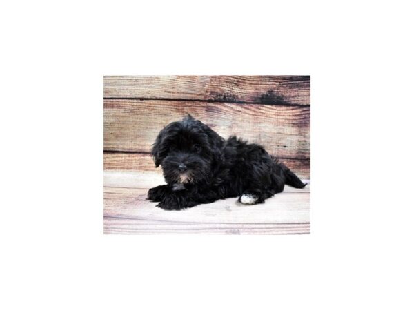 Havanese DOG Female Black 5567 Petland San Antonio, TX