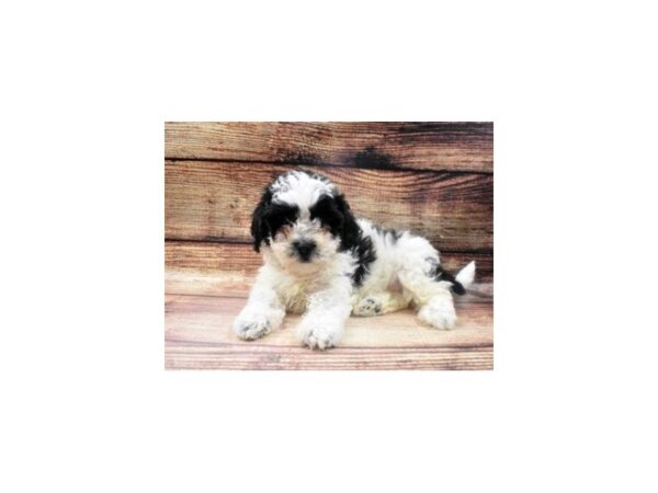 Teddy Bear-DOG-Female-Black and White-5570-Petland San Antonio, TX