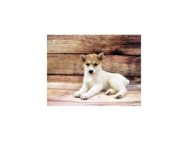 Shiba Inu DOG Female Red and White 5568 Petland San Antonio, TX