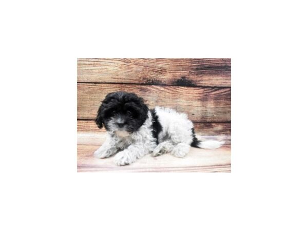 Teddy Bear-DOG-Male-Black and White-5569-Petland San Antonio, TX