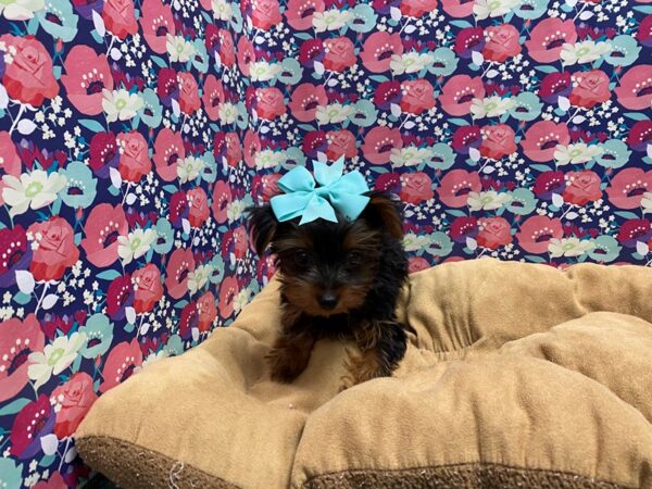 Yorkshire Terrier DOG Female blk & tn 5575 Petland San Antonio, TX