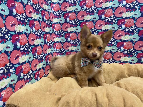 Pomchi-DOG-Male-coc mrl-5574-Petland San Antonio, TX