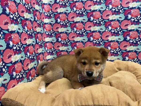 Shiba Inu-DOG-Male-rd sesme, wh mkgs-5573-Petland San Antonio, TX