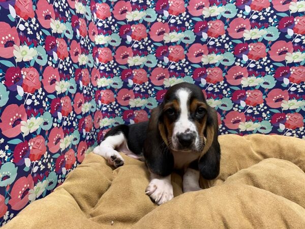 Basset Hound DOG Male blk & tn wh mkgs 5572 Petland San Antonio, TX