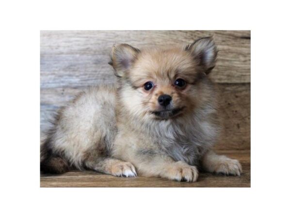 Pomeranian DOG Female Orange Sable 8668 Petland San Antonio, TX