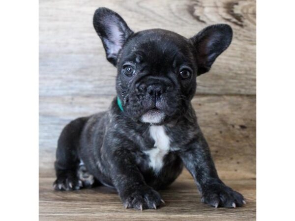 French Bulldog-DOG-Female-Brindle-8669-Petland San Antonio, TX