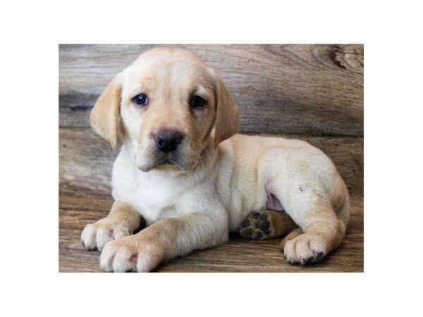 Labrador Retriever DOG Male Yellow 8671 Petland San Antonio, TX