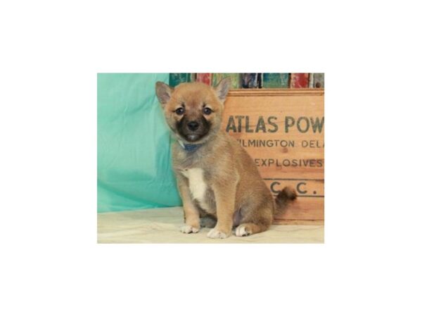 Shiba Inu DOG Female Red Sesame 8672 Petland San Antonio, TX