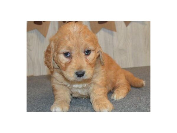 Miniature Goldendoodle DOG Female Golden 8667 Petland San Antonio, TX