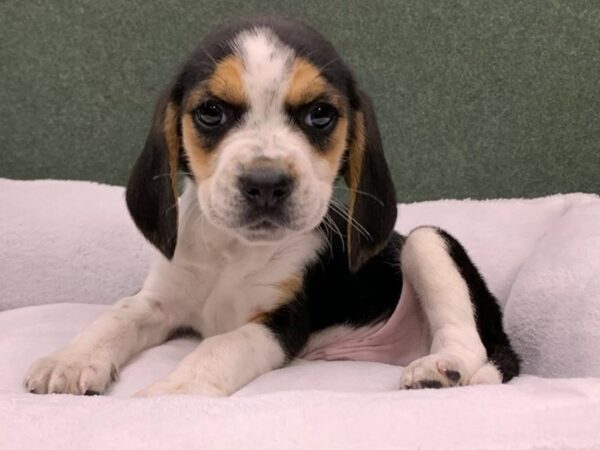 Beagle DOG Male Black Tan & White 8670 Petland San Antonio, TX