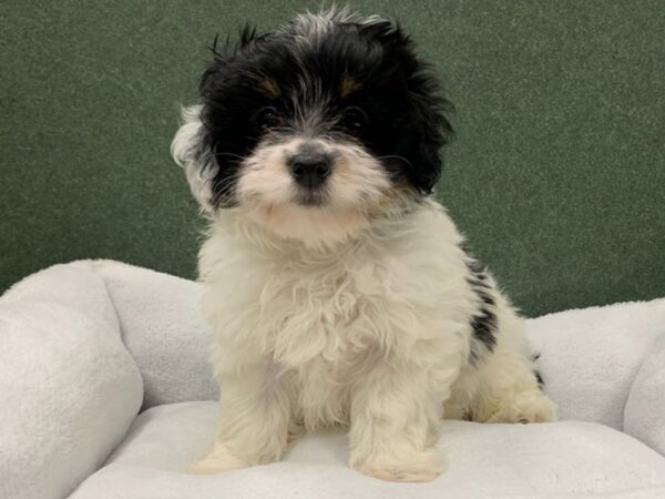 Havanese DOG Male Black White & Tan 8673 Petland San Antonio, TX