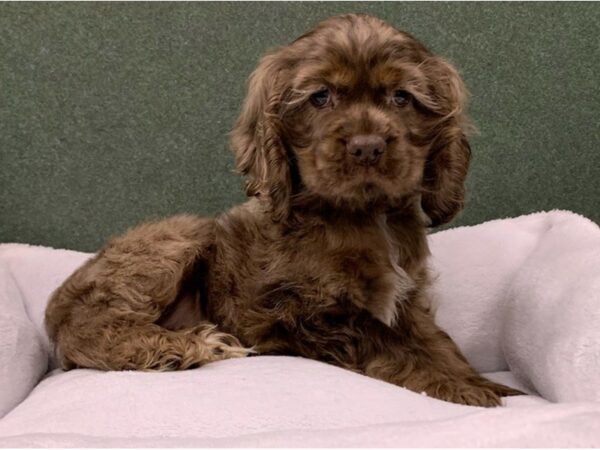 Cocker Spaniel DOG Male Chocolate Merle 8675 Petland San Antonio, TX